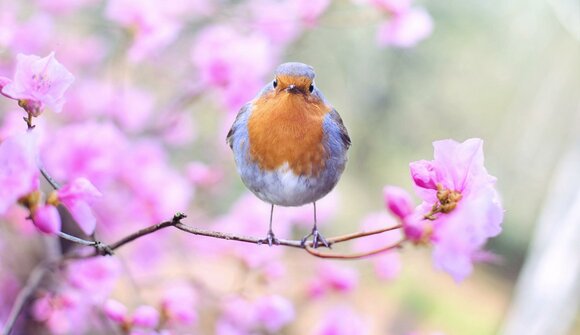 Vogelschau in Leifers