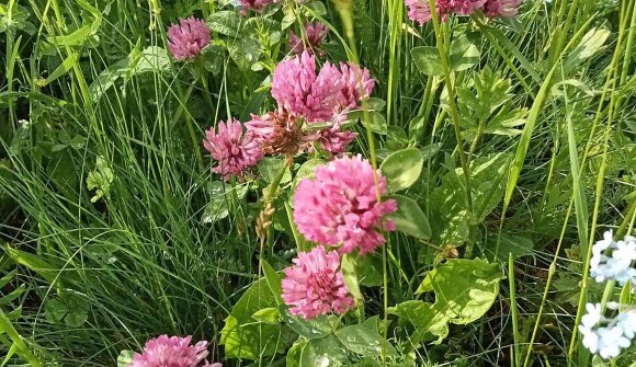 Wiesen und Waldkräuter in Aldein