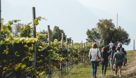 TerrAromen- Weinexpedition GeoVino