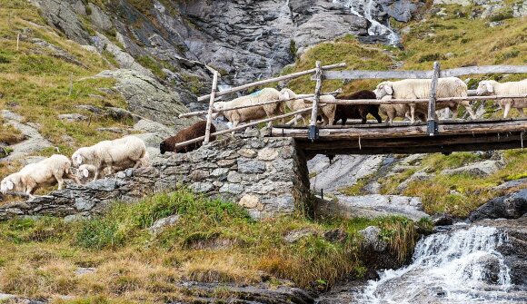 Transhumance in Val di Tel