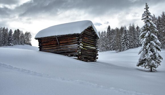 Alla scoperta degli animali selvatici