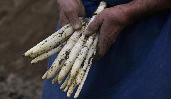 Spaziergang mit dem Spargelbauer
