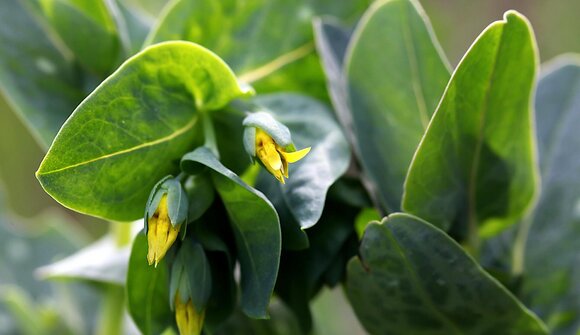 Flora in South Tyrol