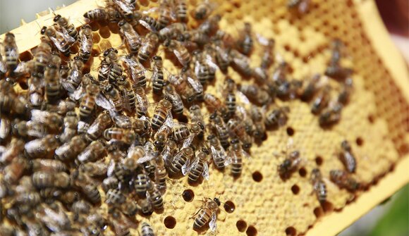 Behind-the-Scenes Look at Beekeeping