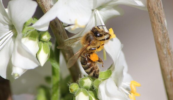 Goldene Flügel, süßer Nektar!