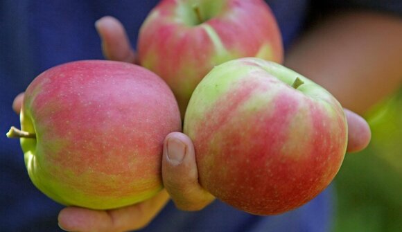 Apfelführung in Tscherms