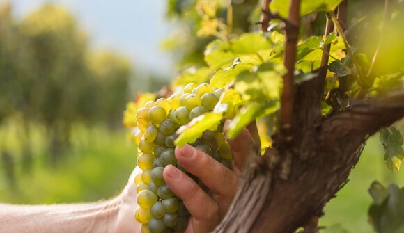 Weinlehrpfad: Schloss Plars