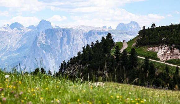 About mountain flowers and herbs
