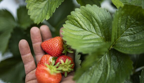 Il percorso della fragola di Martello