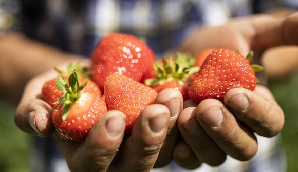 Corso di cocktail alla fragola