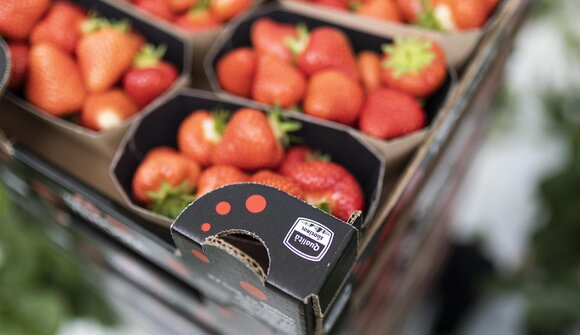 Strawberry Treasure Hunt & Kids Crafts