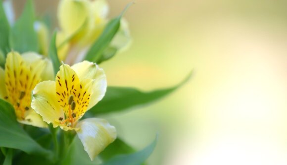 Tag der offenen Gärtnerei - Reider