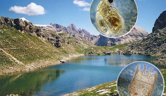 Lo zooplancton dei laghi altoatesini