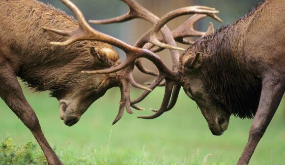Mating calls of the red deer - Trafoi