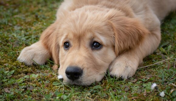 Pet therapy