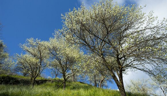 Guided plum blossoming hike