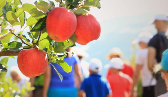 Il paese delle mele - guida a Plaus