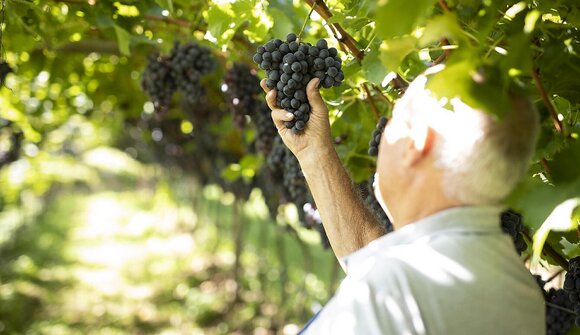 Vom Rebstock bis ins Glas