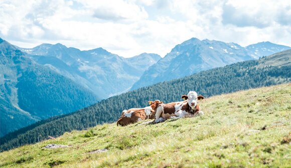 Braunvieh Ausstellung