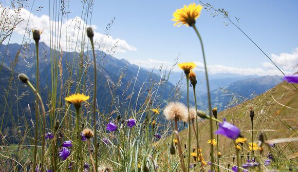 Hike: in the realm of alpine farming