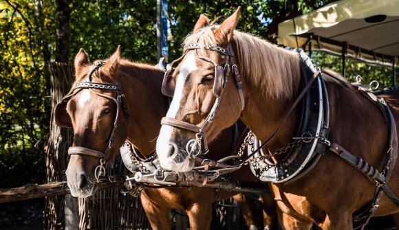Pferdekutschenfahrt - Herbstlandschaft