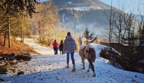 Guided llama hike with coffee klatsch
