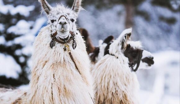 Escursione guidata con i lama