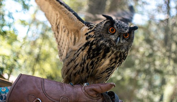 Sulle tracce degli animali selvatici
