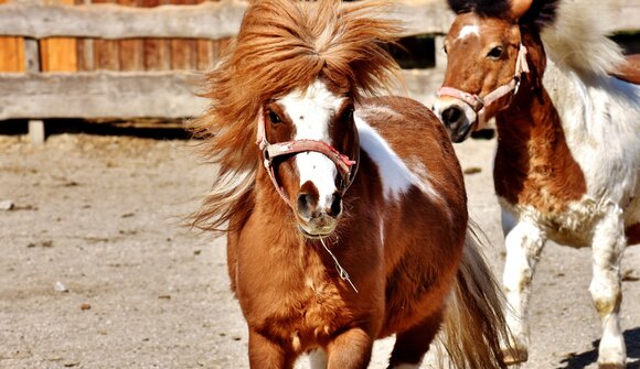Ponyclub Equilino