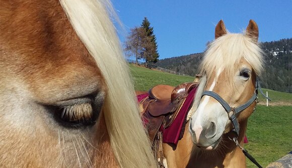 Gita culinaria a cavallo