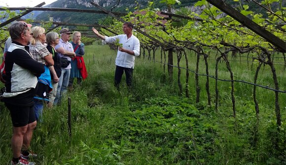 Wildkräuter-Führung