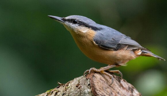 Chi cinguetta? - Lana in fiore 2026