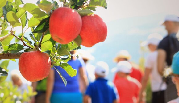 Il paese delle mele - guida a Plaus