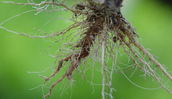 Alla scoperta delle radici