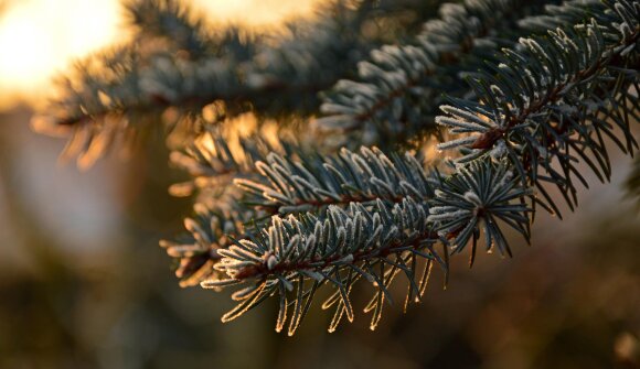 Onto Santo - Laboratorio