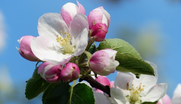 E-bike: tra meli in fiore e castelli