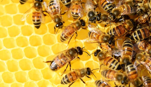 Scopriamo il Mondo delle Api