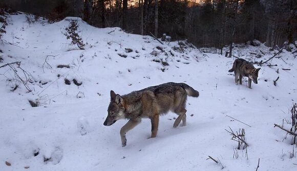 Lungo il sentiero: film sui lupi