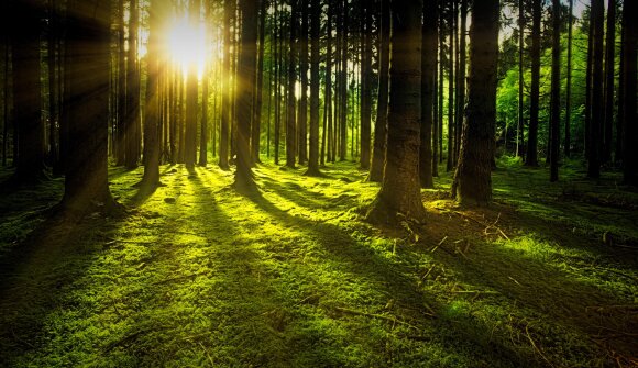 Wald-Flurnamen und Historischer Kataster