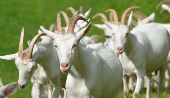 Excursion: mountain goat bio-farm