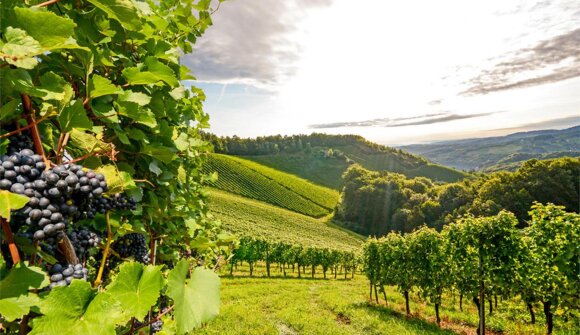 Aufbauseminar: Südtiroler Weinakademie