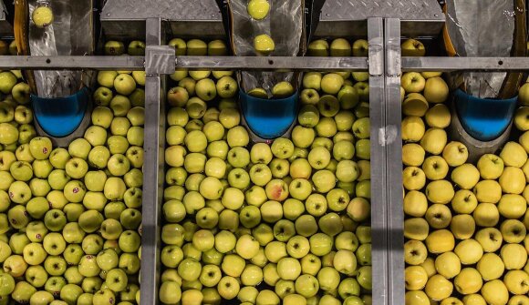 Besichtigung der Obstgen. Mivor