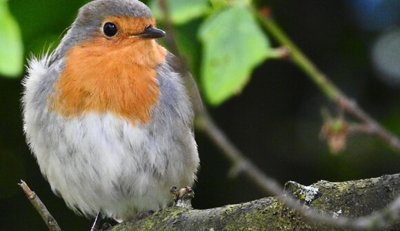 Escursione con canti di uccelli