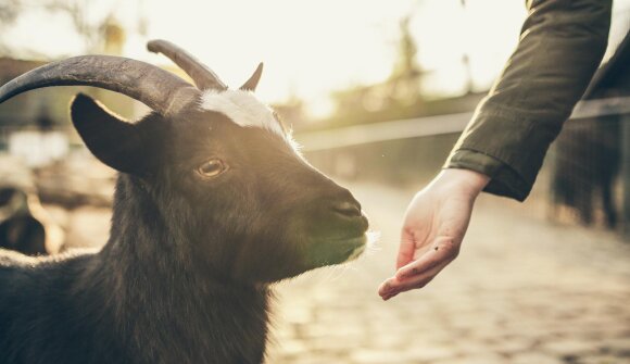 Joint Livestock Show