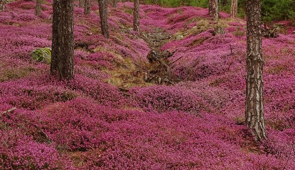 Die Natur im Jahresverlauf