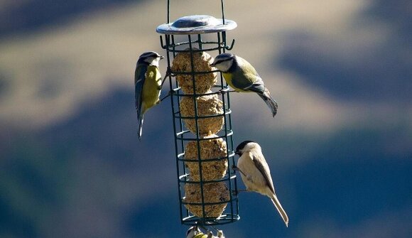 Costruire mangiatoie per uccelli