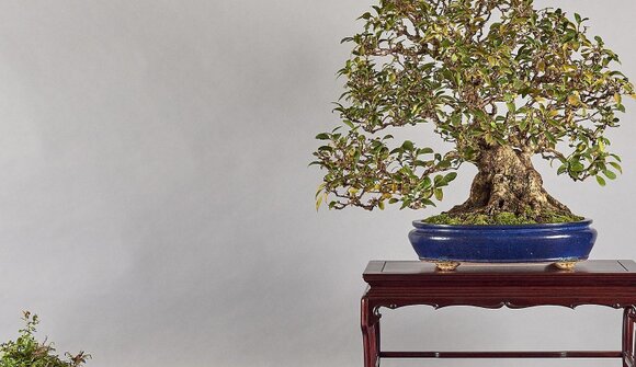 AKI TEN Brixen - Bonsai exhibition