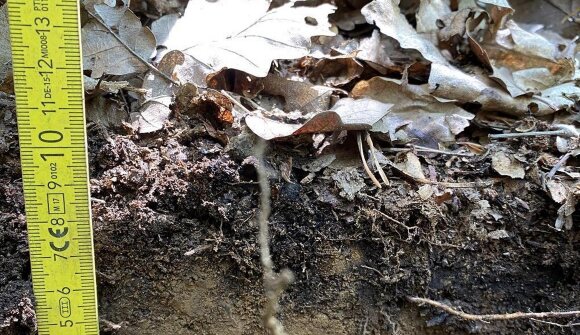 Biodiversity: forest soil