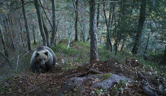 Museo di Scienze Naturali - L’orso e noi
