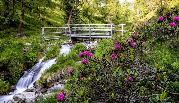 Escursione circolare tra rose alpine